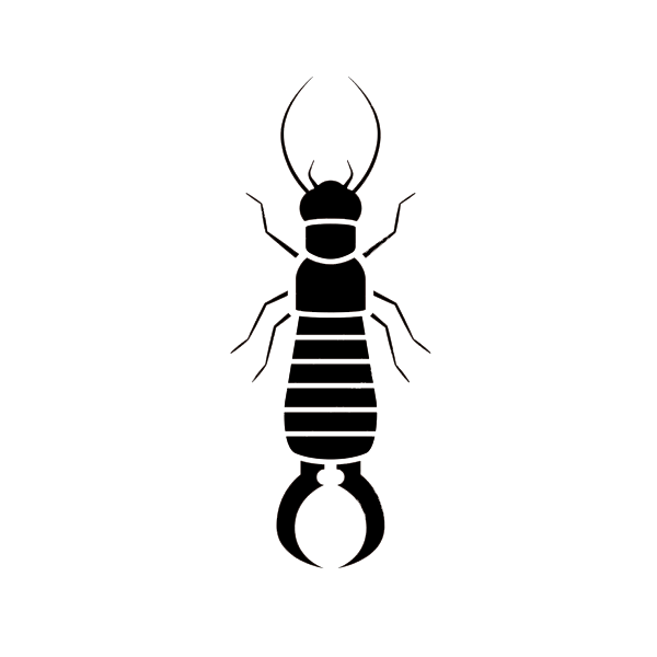 earwig